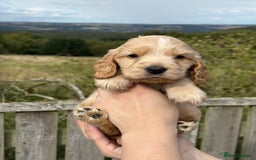 Cocker Spaniel dogs for sale: KC Show Cocker spaniels health tested parents  - Image 4