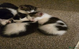 Mixed Breed cats for sale: Sweet kittens  - Image 10