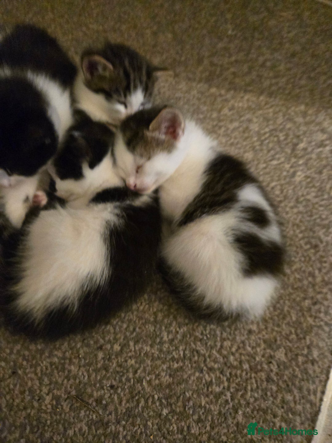 Mixed Breed cats for sale: Sweet kittens  - Image 10