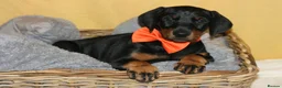 Dobermann dogs for sale: Evalesco Dobermanns - Advert 11