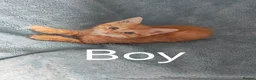 Mixed Breed cats for sale: GINGER BOYS VIDEOS - Advert 18