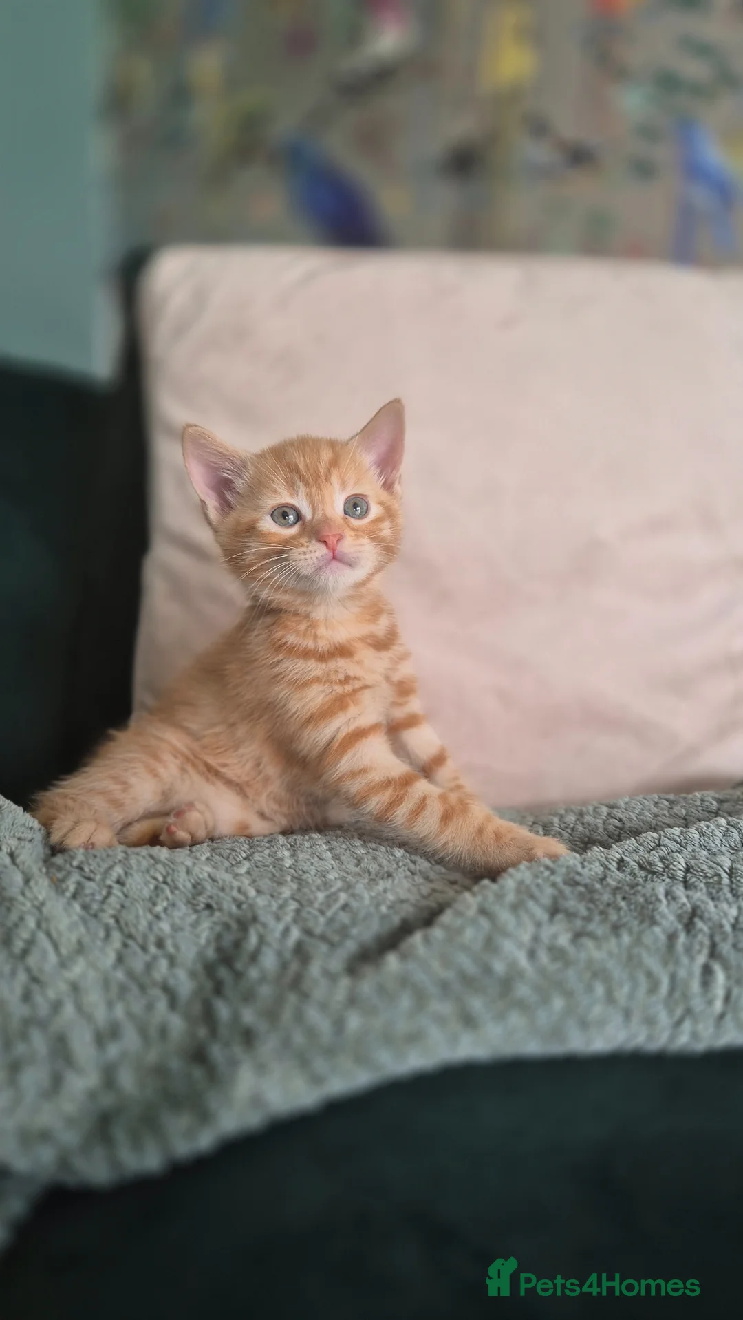 Mixed Breed cats for sale: 6 lovely kittens ready for forever homes  in Prescot - Advert 1