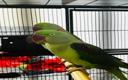 Parrots birds for sale: Alexandrine  - Image 1
