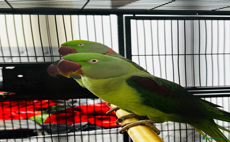 Parrots birds - Advert 1