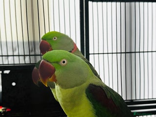 Parrots birds - Advert 1