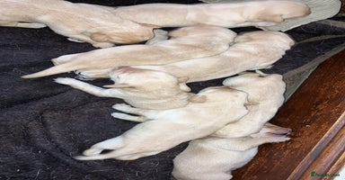 Labrador Retriever dogs - Advert 4