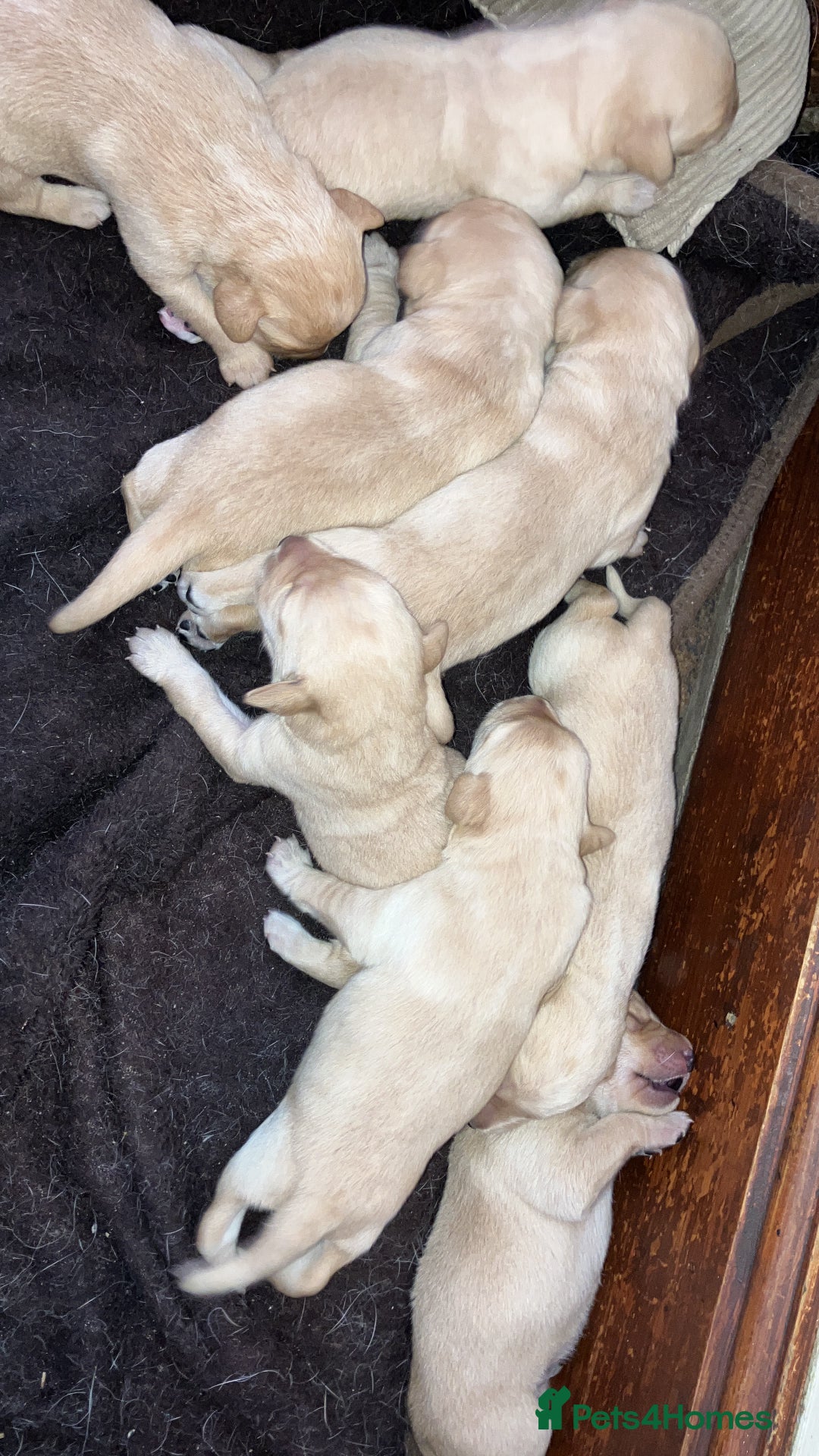 Labrador Retriever dogs for sale: Quality Labrador puppies Ready soon - Image 4