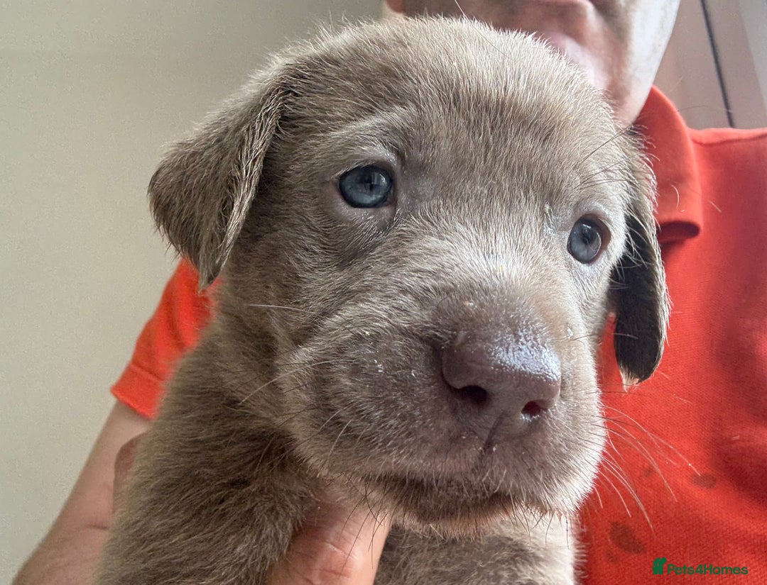 Labrador Retriever dogs for sale: Outstanding KC Registered Silver Labrador Puppies - Image 6