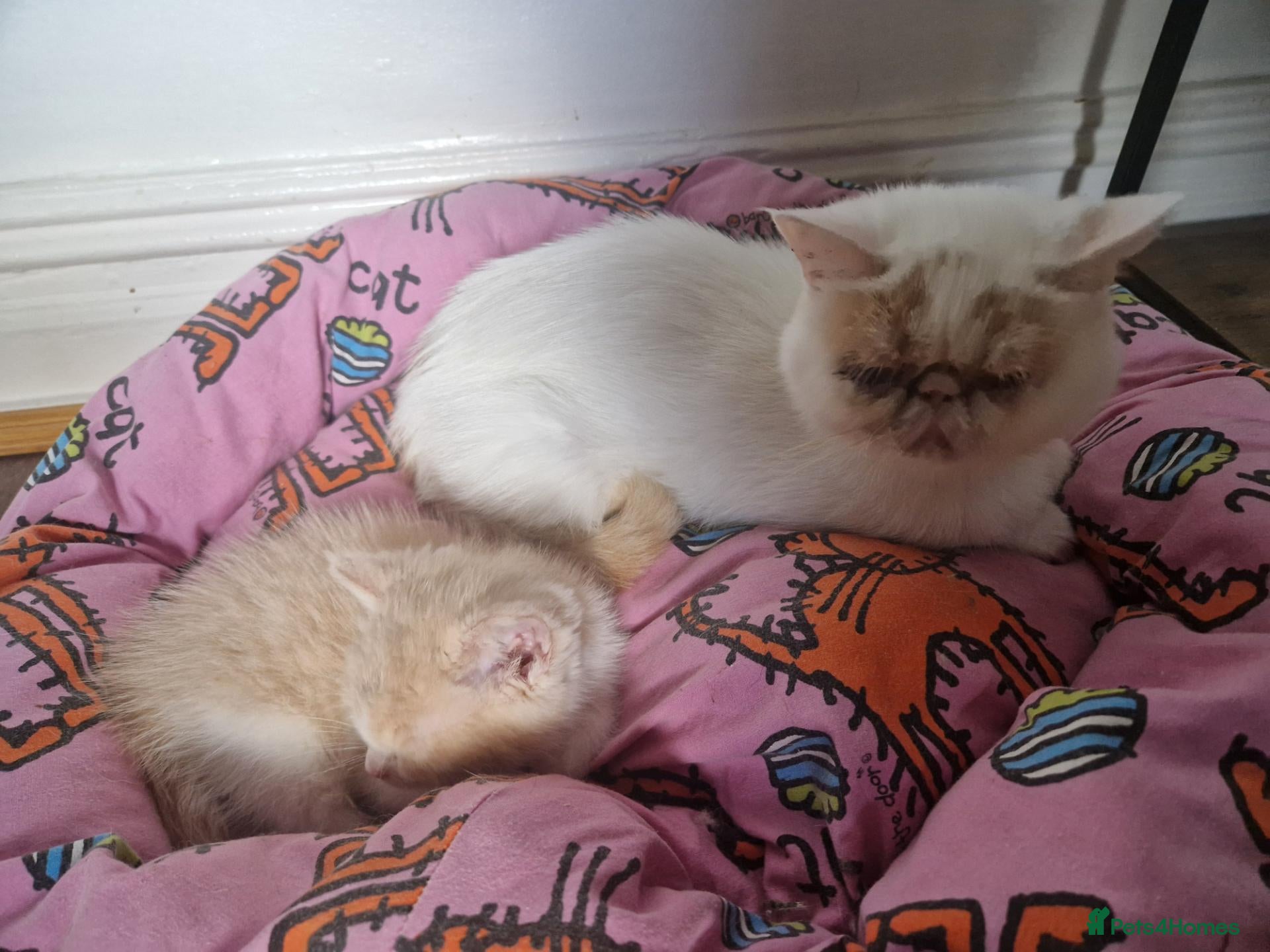 Exotic cats for sale: Male persian for sale - Advert 18