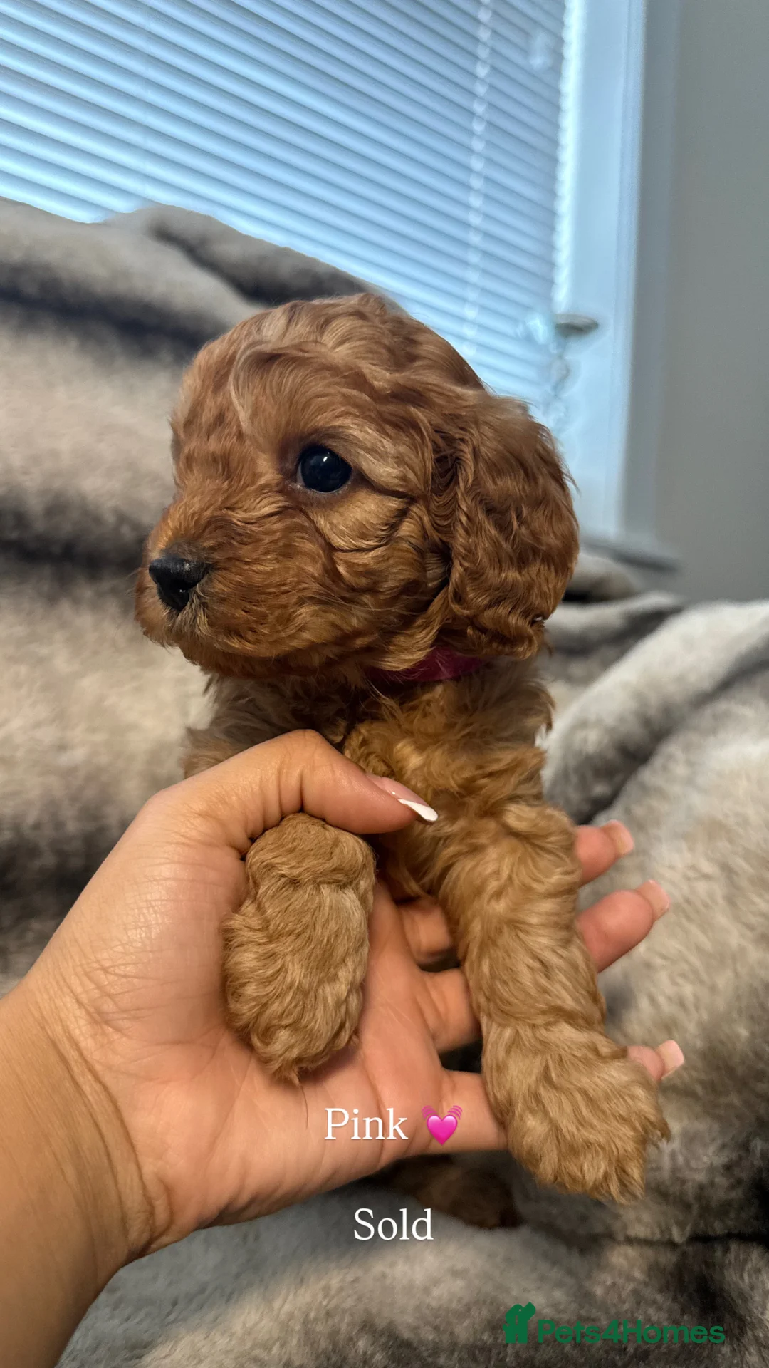 Cavapoo dogs for sale: Teddy bear F1B cavapoo - Advert 2