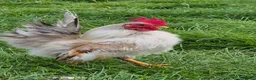 Chickens poultry for sale: Serama cockerels looking for new homes - Advert 3