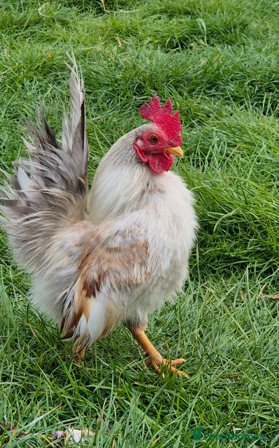 Chickens poultry for sale: Serama cockerels looking for new homes - Advert 3