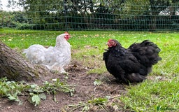 Chickens poultry for sale: X4 Pekin Bantam Hens - Image 6