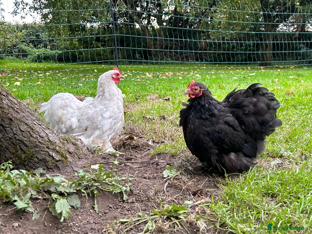 Chickens poultry for sale: X4 Pekin Bantam Hens - Image 6