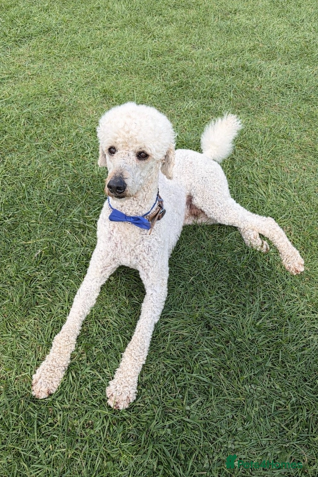 Standard Poodle dogs Proven Standard Poodle Stud Dog - Advert 1