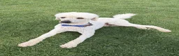 Standard Poodle dogs for stud: Proven Standard Poodle Stud Dog - Advert 1