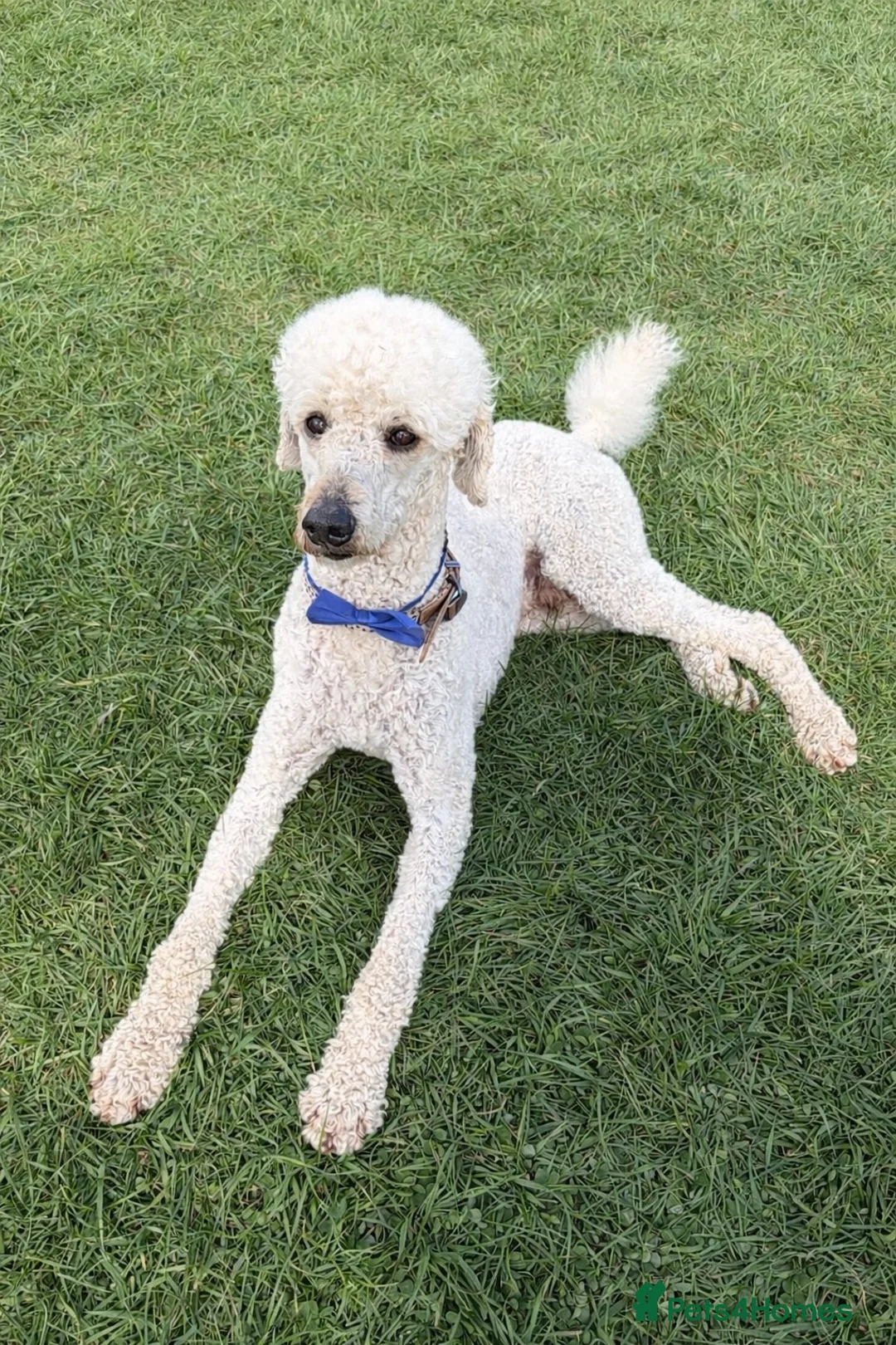Standard Poodle dogs for stud: Proven Standard Poodle Stud Dog - Advert 1