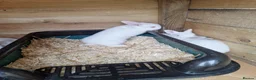 Mixed Breed rabbits for sale: Californian cross New Zealand White Rabbits  - Advert 11
