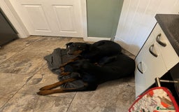 Dobermann dogs for sale: 2 Doberman females  - Image 6