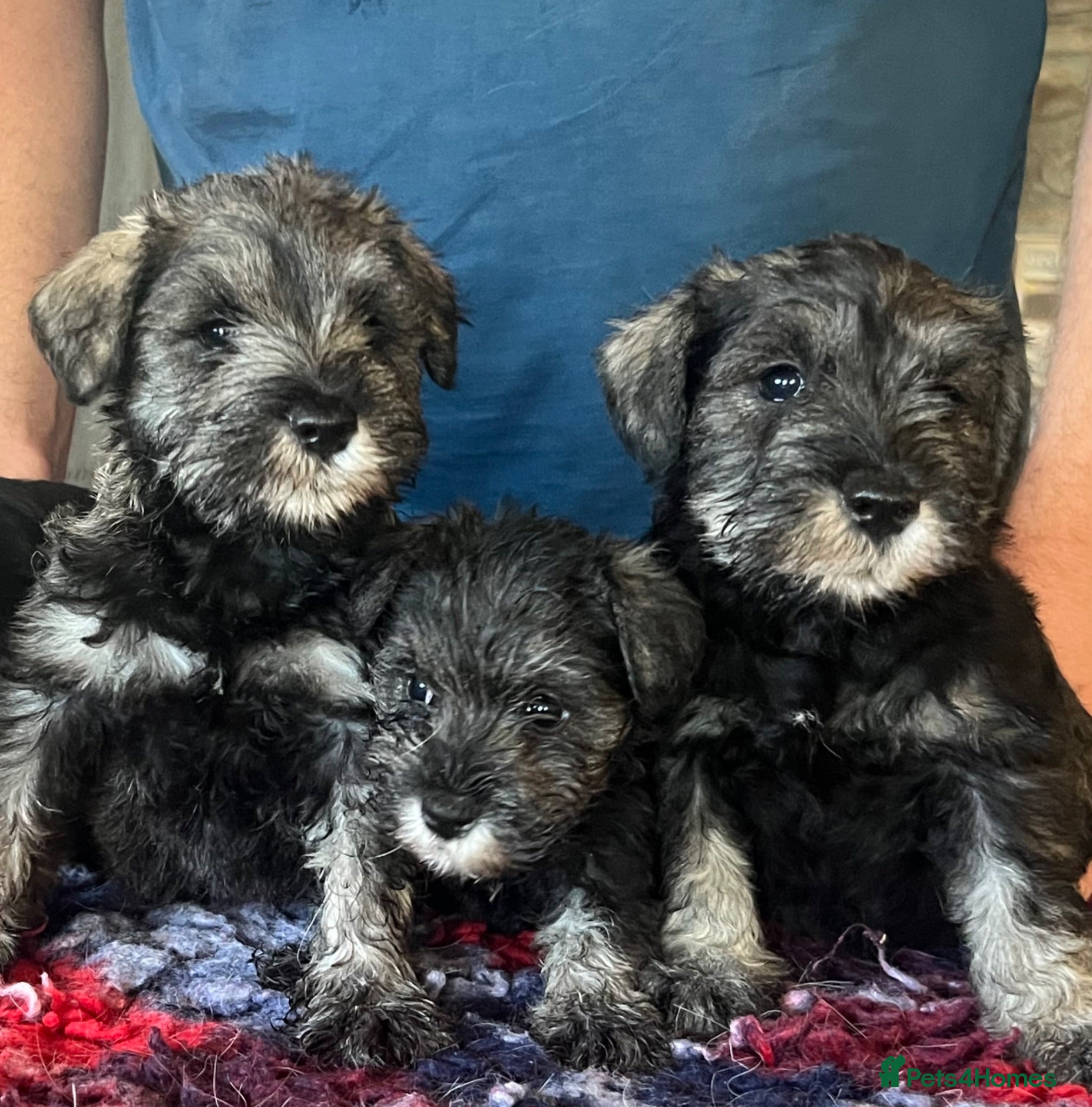 Miniature Schnauzer dogs Miniature schnauzer  - Advert 1