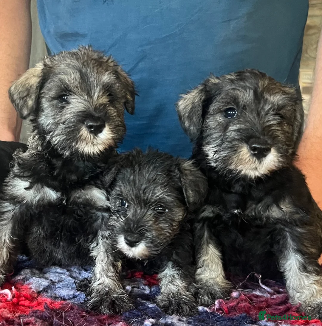 Miniature Schnauzer dogs for sale: Miniature schnauzer  - Advert 1