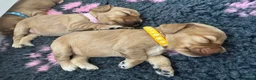 Cocker Spaniel dogs for sale: Beautiful Golden Cocker Spaniel Puppies KC Reg. - Advert 8