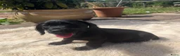 Mixed Breed dogs for sale: Labrador x teckel dachshund puppies  - Advert 5