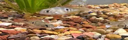 Cichlids fish for sale: Ellioti Cichlids fry & babys  - Advert 1
