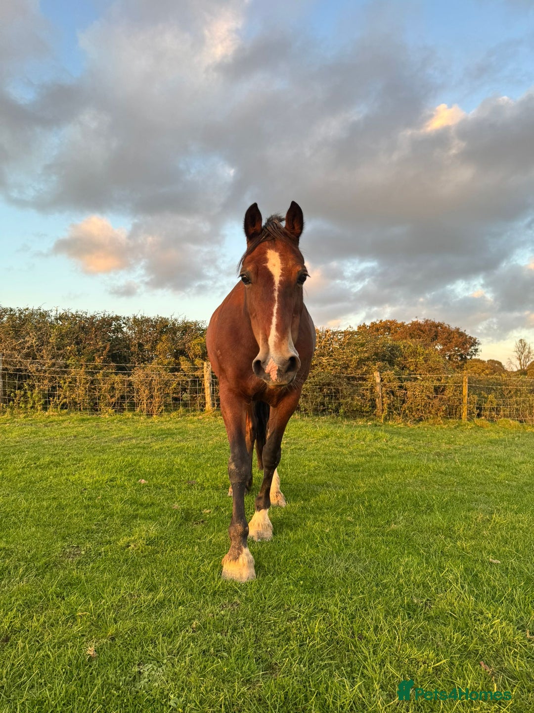 Welsh Section D horses for sale: Flashy Sec D x Dartmoor mare - Advert 2