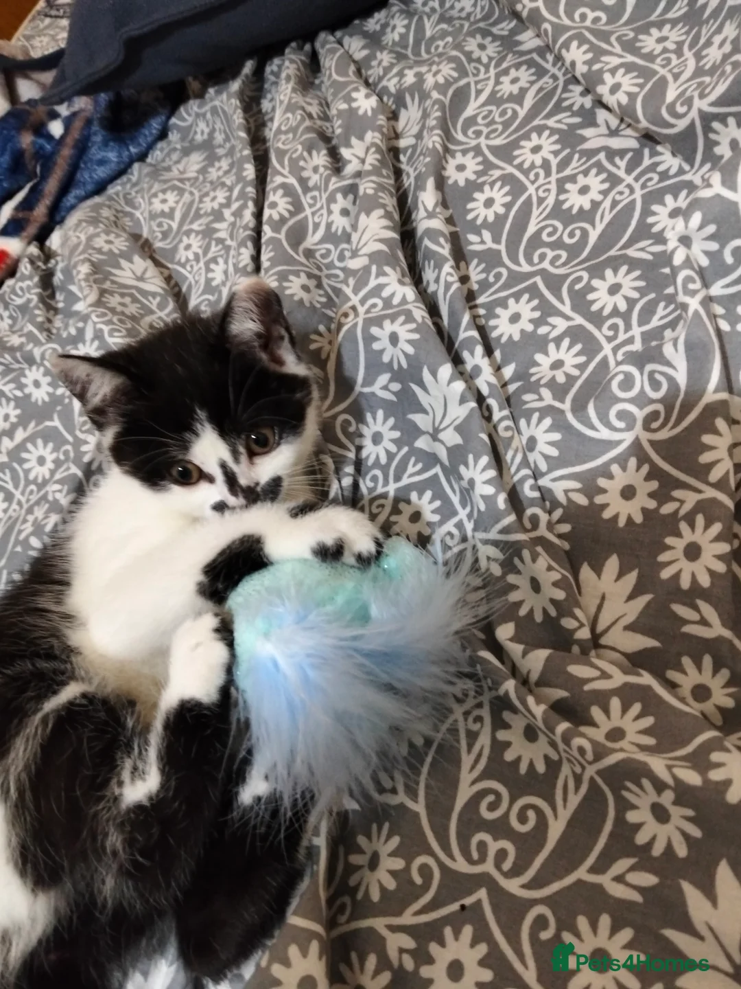 Mixed Breed cats for sale: Little British mix kitten  - Advert 2