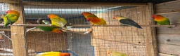 Lovebirds birds for sale: Fischer lovebirds  - Advert 9