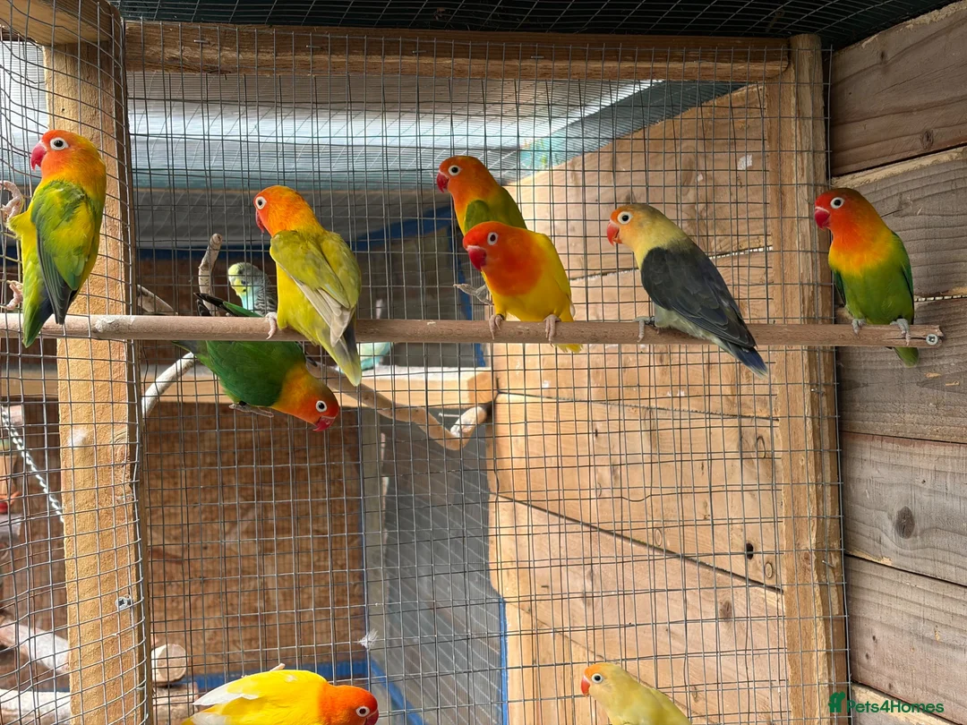 Lovebirds birds for sale: Fischer lovebirds  - Advert 9