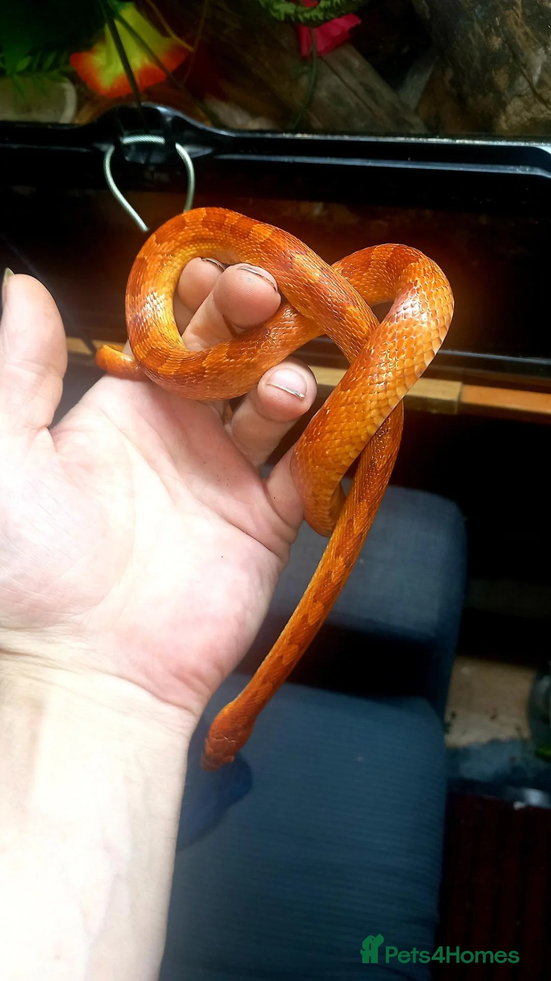 Corn Snake reptiles for sale: Corn snake 2025 / 2026 cornsnake hatchlings  - Advert 15