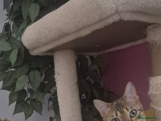 Bengal cats - Advert 9