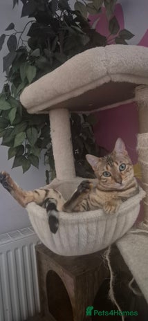 Bengal cats - Advert 1