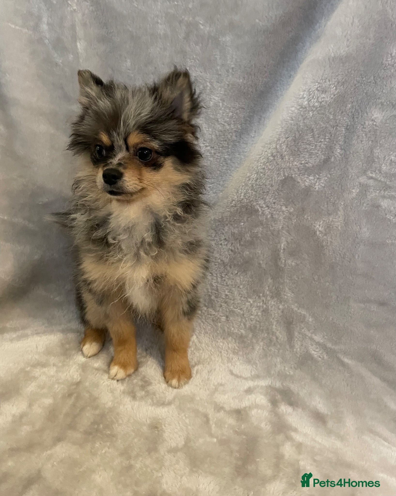 Pomchi dogs for sale: Blue/Tan Merle Girl - Advert 2