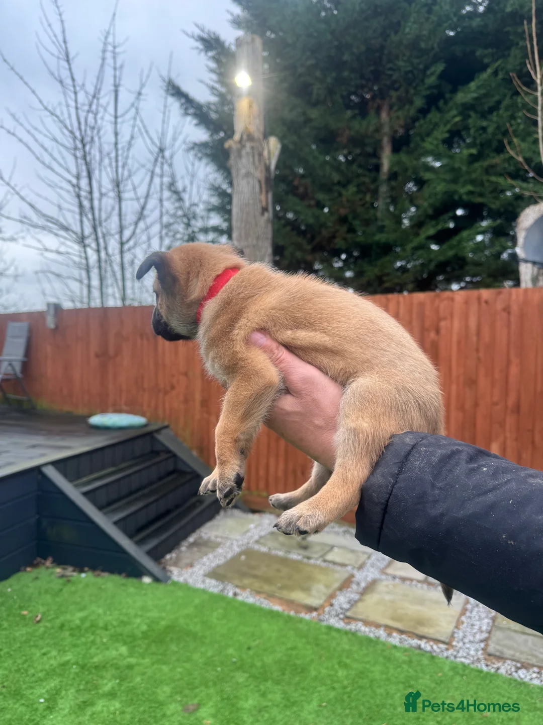 Belgian Shepherd Dog dogs for sale: Belgian Malinois Puppies - Advert 13