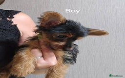 Yorkshire Terrier dogs for sale: Yorkshire Terries looking for their forever home. - Image 2