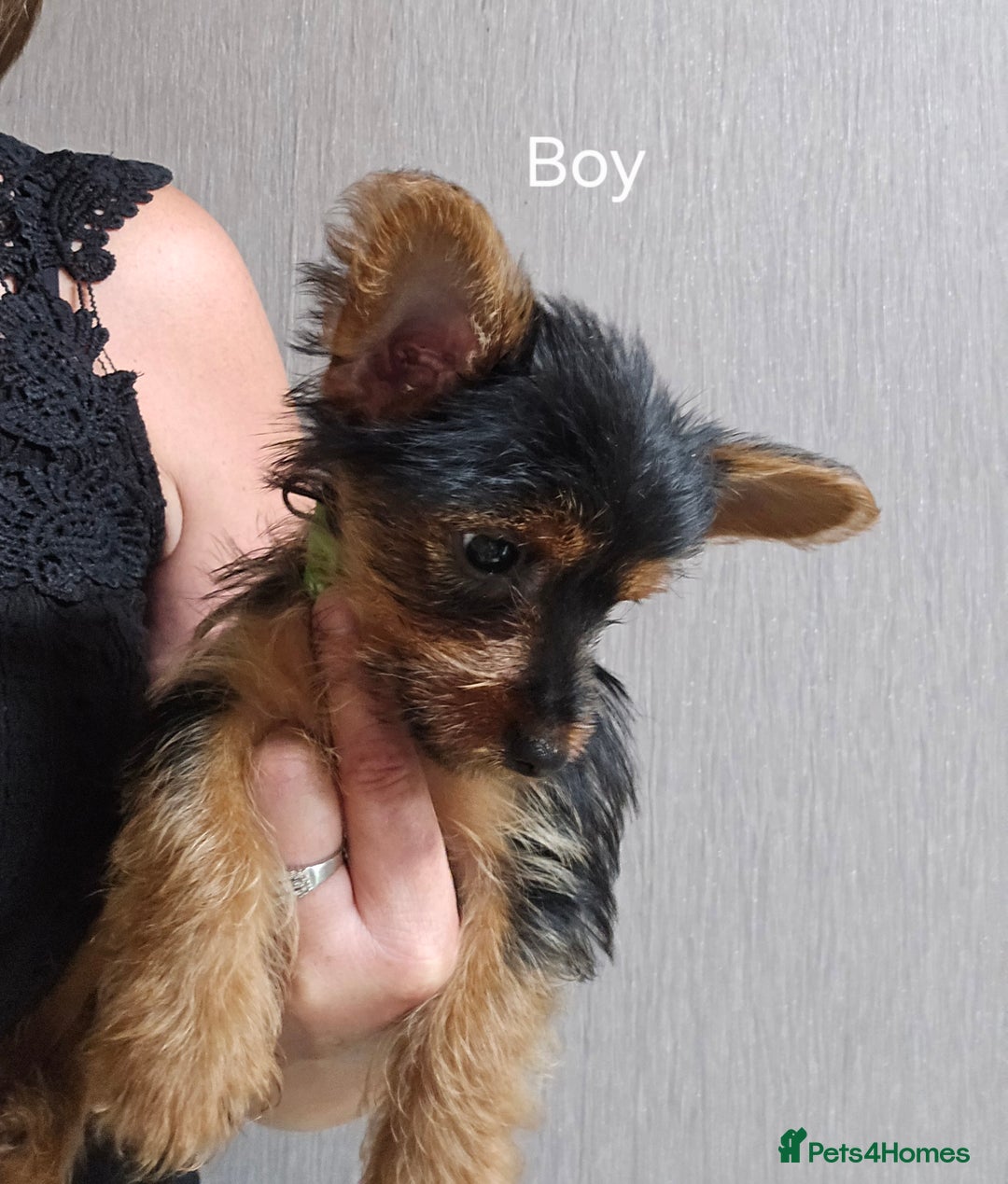 Yorkshire Terrier dogs for sale: Yorkshire Terries looking for their forever home. - Image 2
