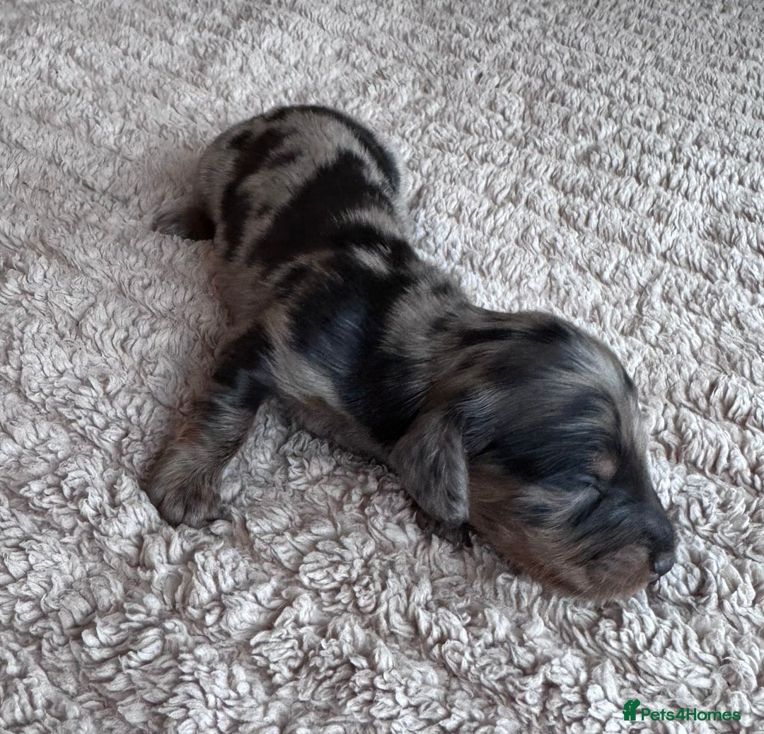 Miniature Dachshund dogs for sale: Miniature long-haired dachshunds - Image 13
