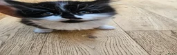 Mixed Breed cats for sale: Fluffy kittens Looking for Loving Homes  - Advert 17
