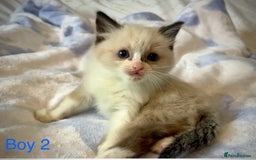 Ragdoll cats for sale: Pure Ragdoll Kittens - Image 10