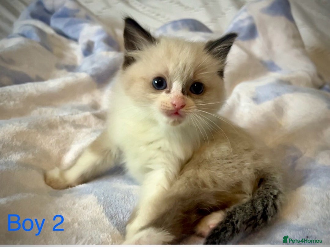 Ragdoll cats for sale: Pure Ragdoll Kittens - Image 10