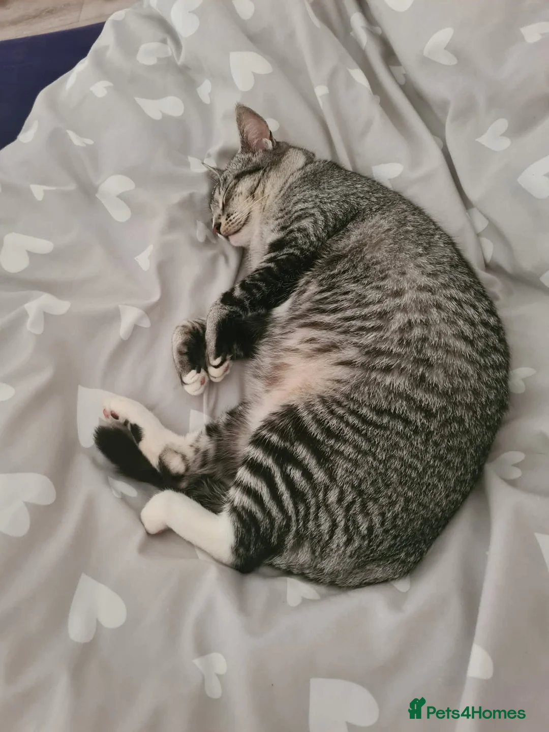 British Shorthair cats for sale: Shirt haired cat - Advert 2