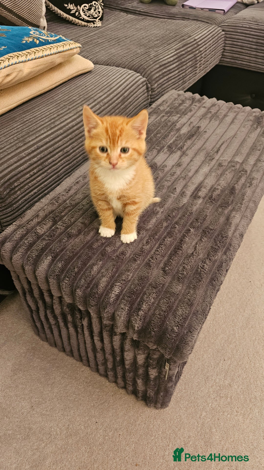 British Shorthair cats for sale: A Kitten for  **   - Advert 3