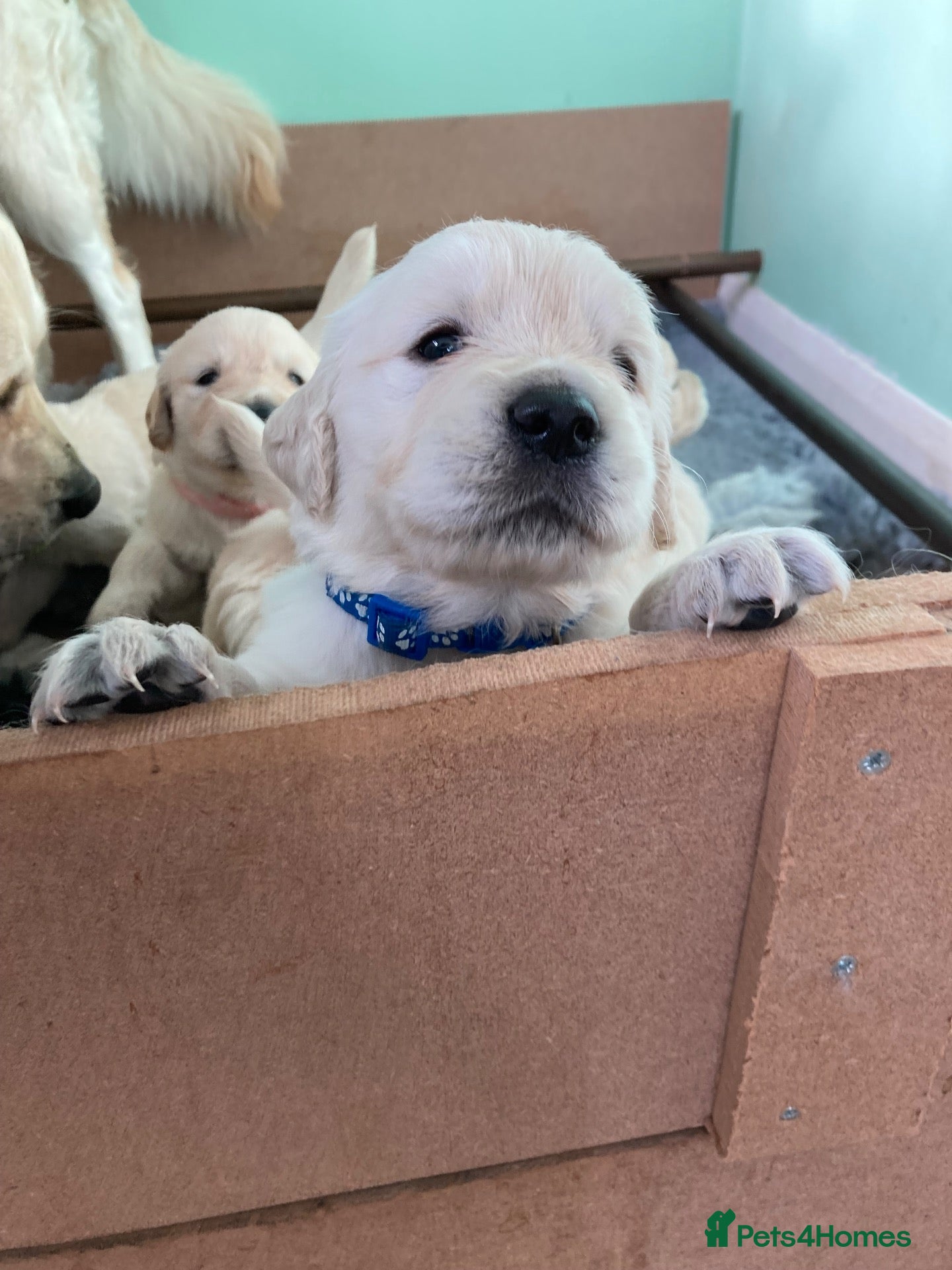 Golden Retriever dogs Beautiful KC registered Golden Retrievers - Advert 13