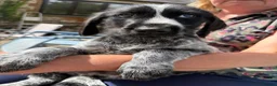 Mixed Breed dogs for sale: 1 GIRL READY TO GO GWP X Weimsky puppies for sale - Advert 3