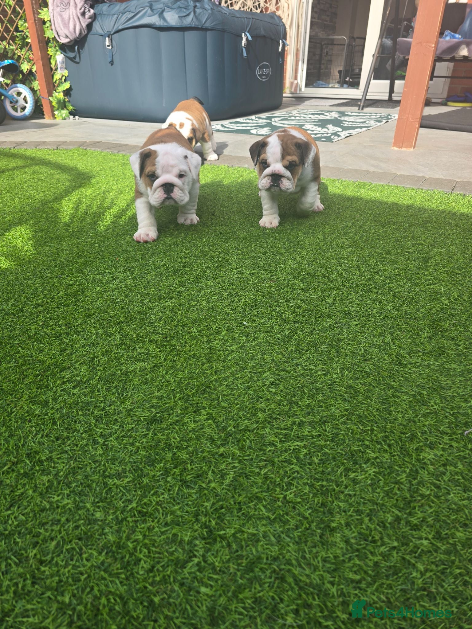 English Bulldog dogs 🐾 Beautiful KC Reg English Bulldog Puppies 🐶 - Advert 1