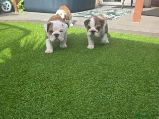 English Bulldog dogs 🐾 Beautiful KC Reg English Bulldog Puppies 🐶 - Advert 1