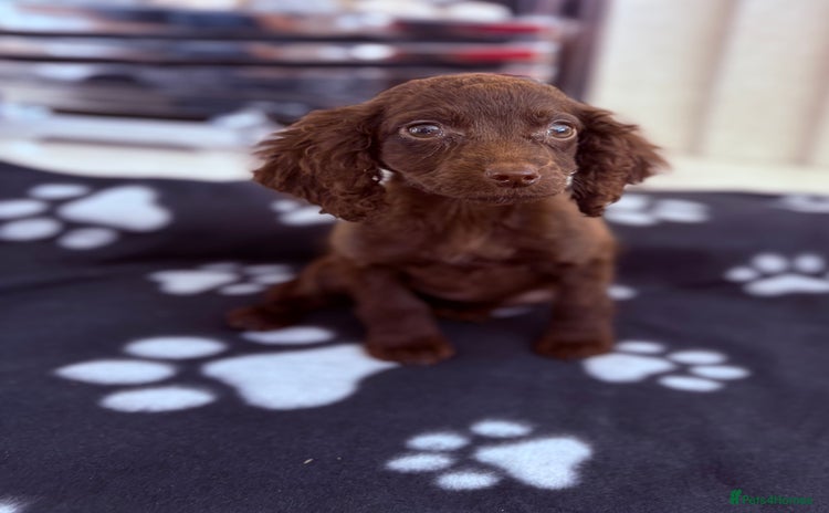Cocker Spaniel dogs - Advert 7